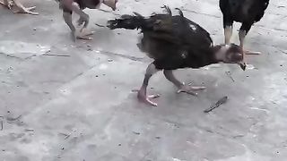 In the lawn they are