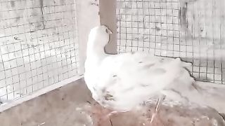 I am in cage ll red pot