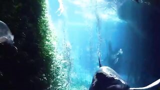 Megalodon dinasaurus