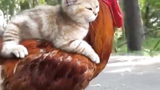 Cat and chik