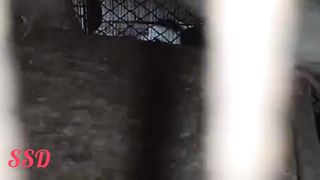 Noise of a chicken