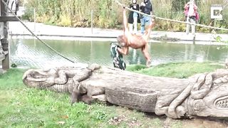 ORANGUTAN vs OTTERS.
