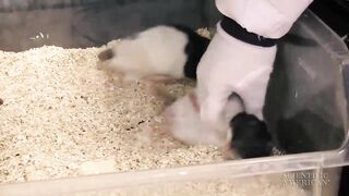 Eavesdrop on Ultrasonic Rat Giggles