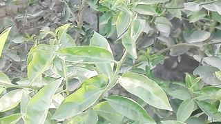 Herbal shorts video hak