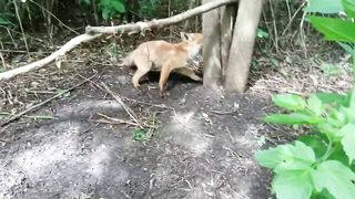 СПАСЕНИЕ ЛИСЕНКА.