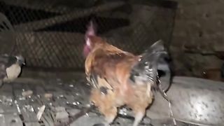 Funny video