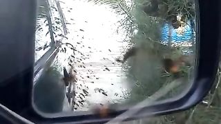 Bee attack!
