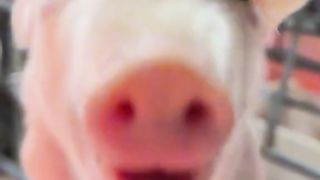 Amazing video