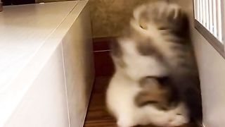 Cute little cat