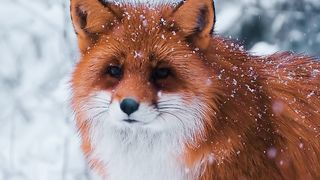 • excited for snow #Fox #RedFox #SonyFX3 #Sony200600