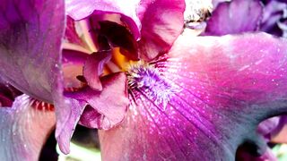 Orchid