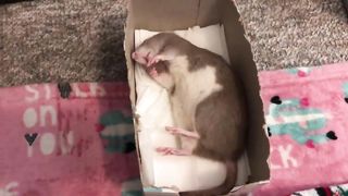 Almonds Resurrect the Sleeping Bean