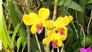 Orchid