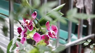 Orchid