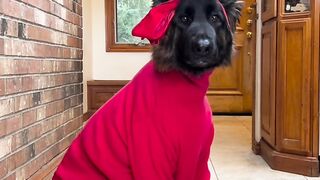 #cat #catlover #cats #petlover #funnycat #funny #viral #video #shorts #reels #funnyanimal #virus #dogs #funnydogs #pets