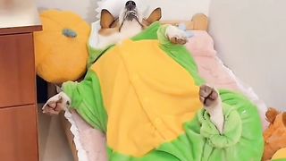#cat #catlover #cats #petlover #funnycat #funny #viral #video #shorts #reels #funnyanimal #virus #dogs #funnydogs #pets