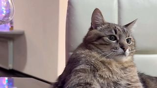 #cat #catlover #cats #petlover #funnycat #funny #viral #video #shorts #reels #funnyanimal #virus #dogs #funnydogs #pets