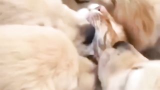 #cat #catlover #cats #petlover #funnycat #funny #viral #video #shorts #reels #funnyanimal #virus #dogs #funnydogs #pets