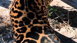 #cat #catlover #cats #petlover #funnycat #funny #viral #video #shorts #reels #funnyanimal #virus #dogs #funnydogs #pets