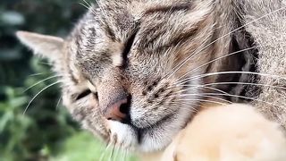 #cat #catlover #cats #petlover #funnycat #funny #viral #video #shorts #reels #funnyanimal #virus #dogs #funnydogs #pets