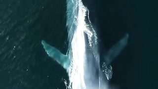 Do you know what is the largest animal on Earth It's a blue whale