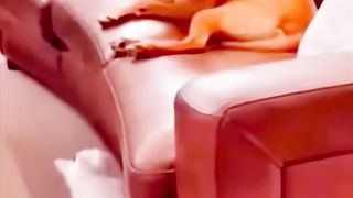 Funny Animal Video