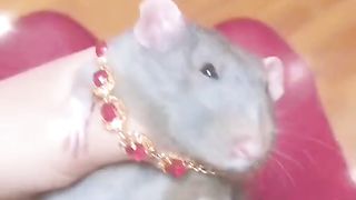 The rat started dancing