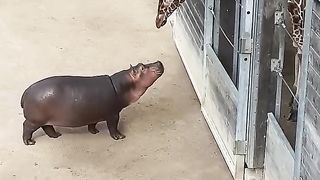 Baby Hippo Making Friends with a Giraffe. Upload