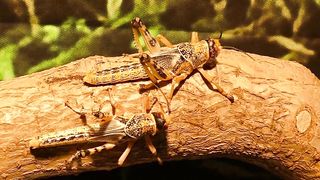funny cute little grasshopper in duo