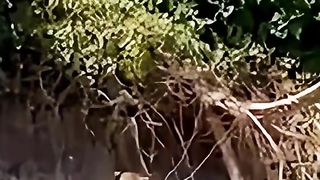 Jaguar vs Python