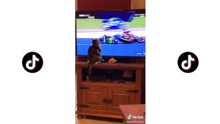 Compilation TikTok Français 2020 #2 Chats Drôles