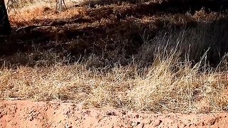 Атака леопарда . Подписывайся и смотри много интересного видео.