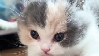 New funny cat videos 2024
