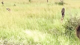 The lion attacked and killed the hyena.