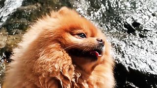 Cão bonito