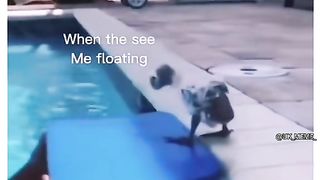 You Laugh You Lose ???? Funniest Animals 2023