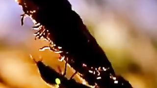 Insects can attack their prey by shooting mucus out of their bodies