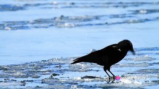 thirsty crow