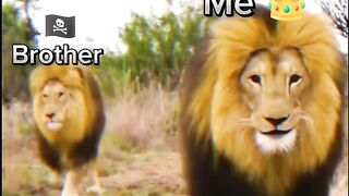 Lion Brother