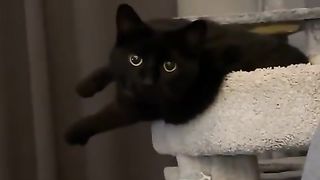 Funny Cat video