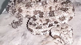 An unusual snake - a spider-tailed viper