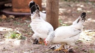 free range chicken