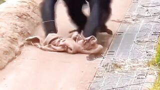 try to not laugh funny video 2024