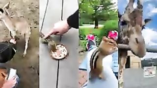 FUNNIEST ANIMALS
