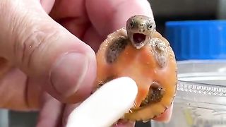 My little turtle shell