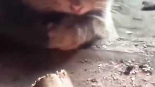 Kenapa Harus Memelihara Kucing ????????
