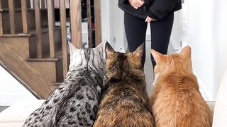 My cats got a special package from YouTube and they know how to party! ????