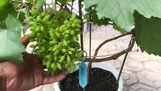 fruitful grapes in pot