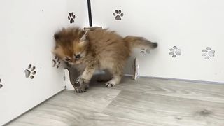 The most dangerous kitten in the world.