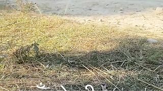 buffalo-cart